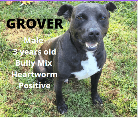 Grover