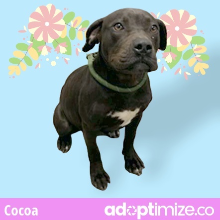 COCOA