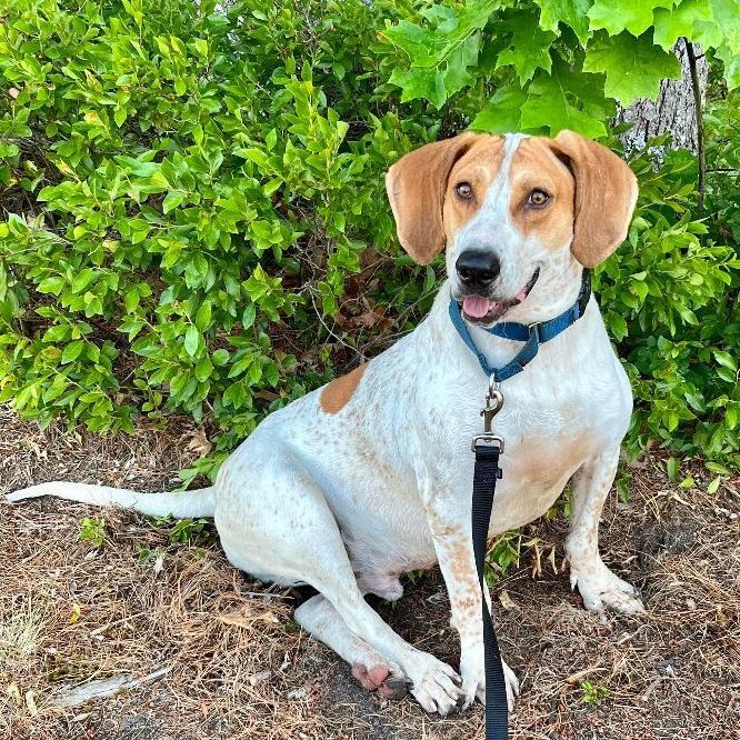 beagle bloodhound mix puppies