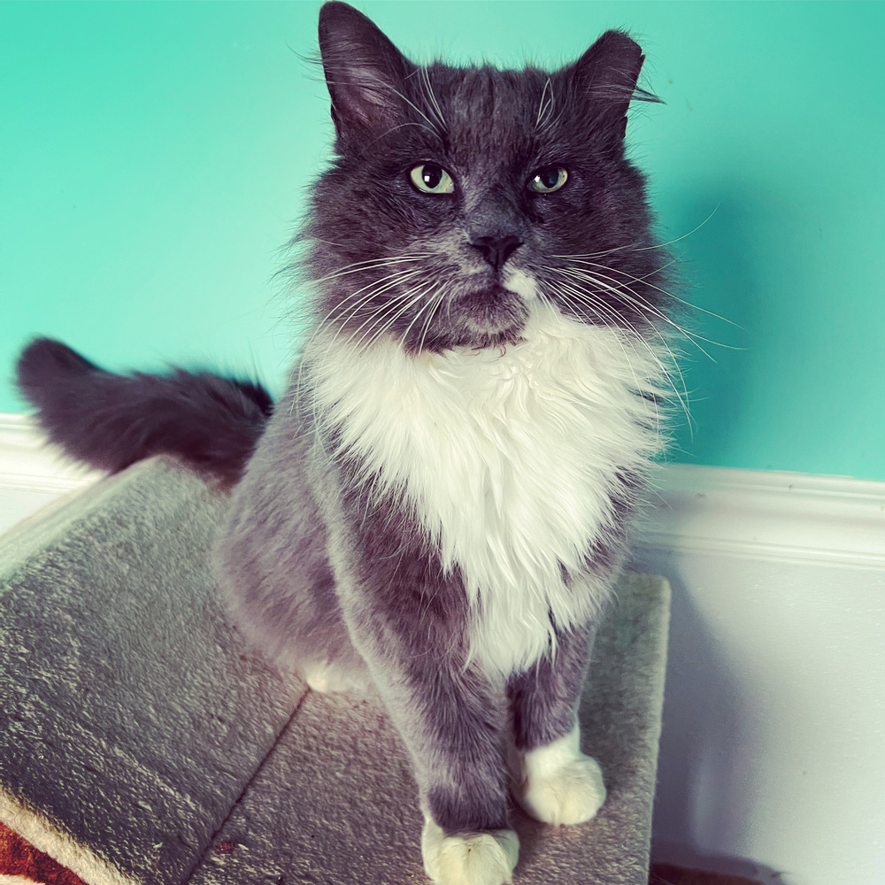 ROMEO-bonded with Carmella, an adoptable Domestic Medium Hair in Burlington, NC, 27215 | Photo Image 2