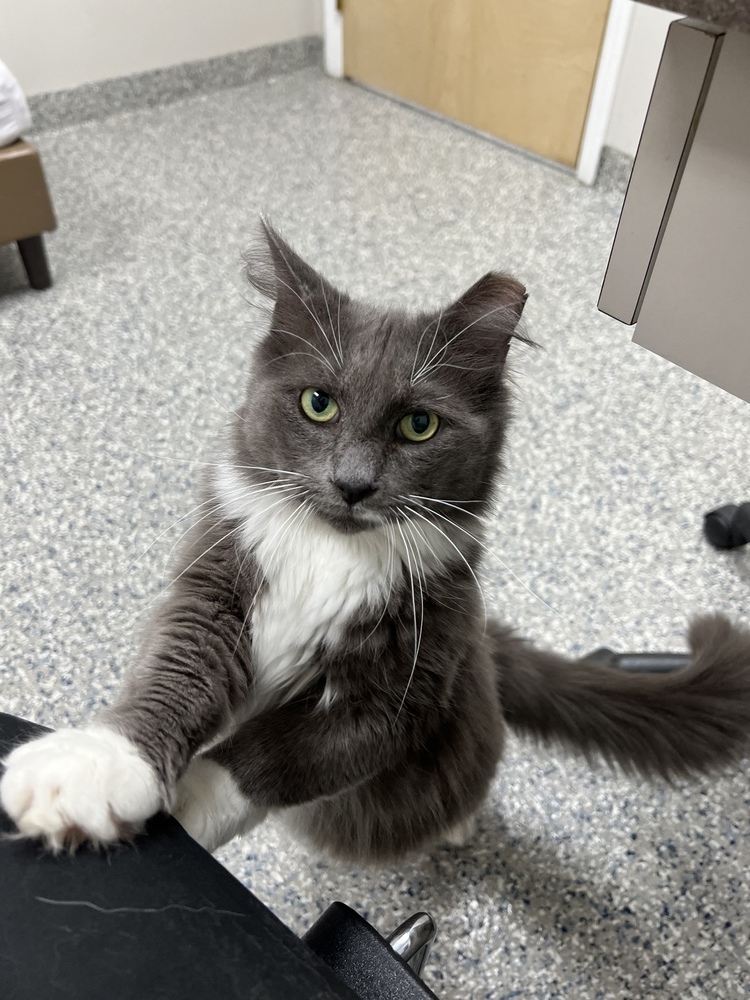 ROMEO-bonded with Carmella, an adoptable Domestic Medium Hair in Burlington, NC, 27215 | Photo Image 6