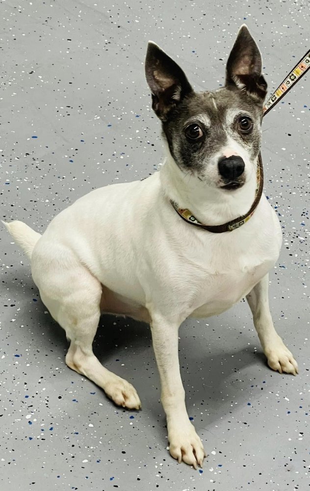 Paul DD, an adoptable Jack Russell Terrier, Rat Terrier in Columbia, TN, 38401 | Photo Image 1