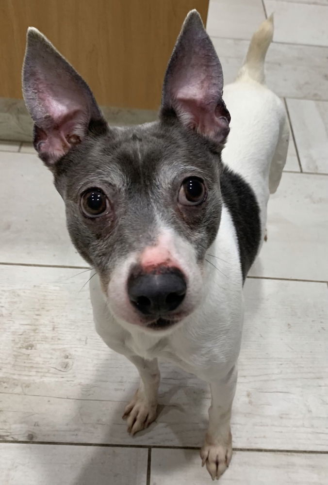 Paul DD, an adoptable Jack Russell Terrier, Rat Terrier in Columbia, TN, 38401 | Photo Image 3