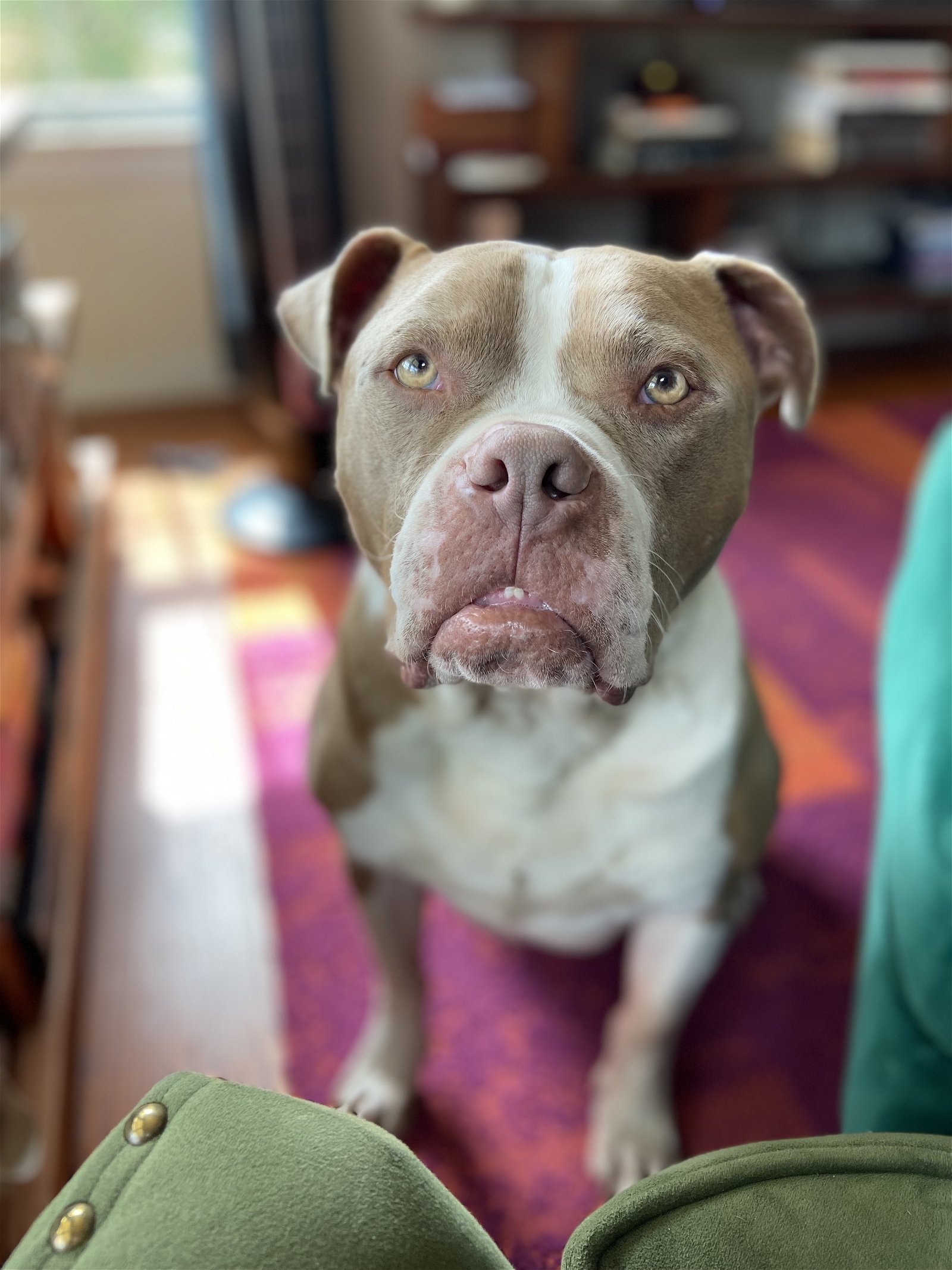 Canelo, an adoptable American Bulldog, American Staffordshire Terrier in Napa, CA, 94558 | Photo Image 3