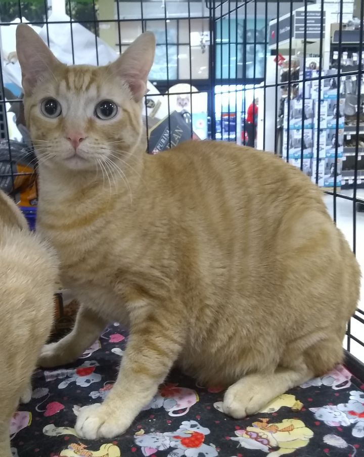 Cat for adoption Remi, a Domestic Short Hair in Houston, TX Petfinder