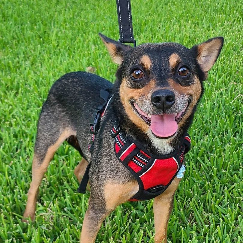 Dog for adoption - BAYLOR, a Chihuahua & Rat Terrier Mix in Grand ...