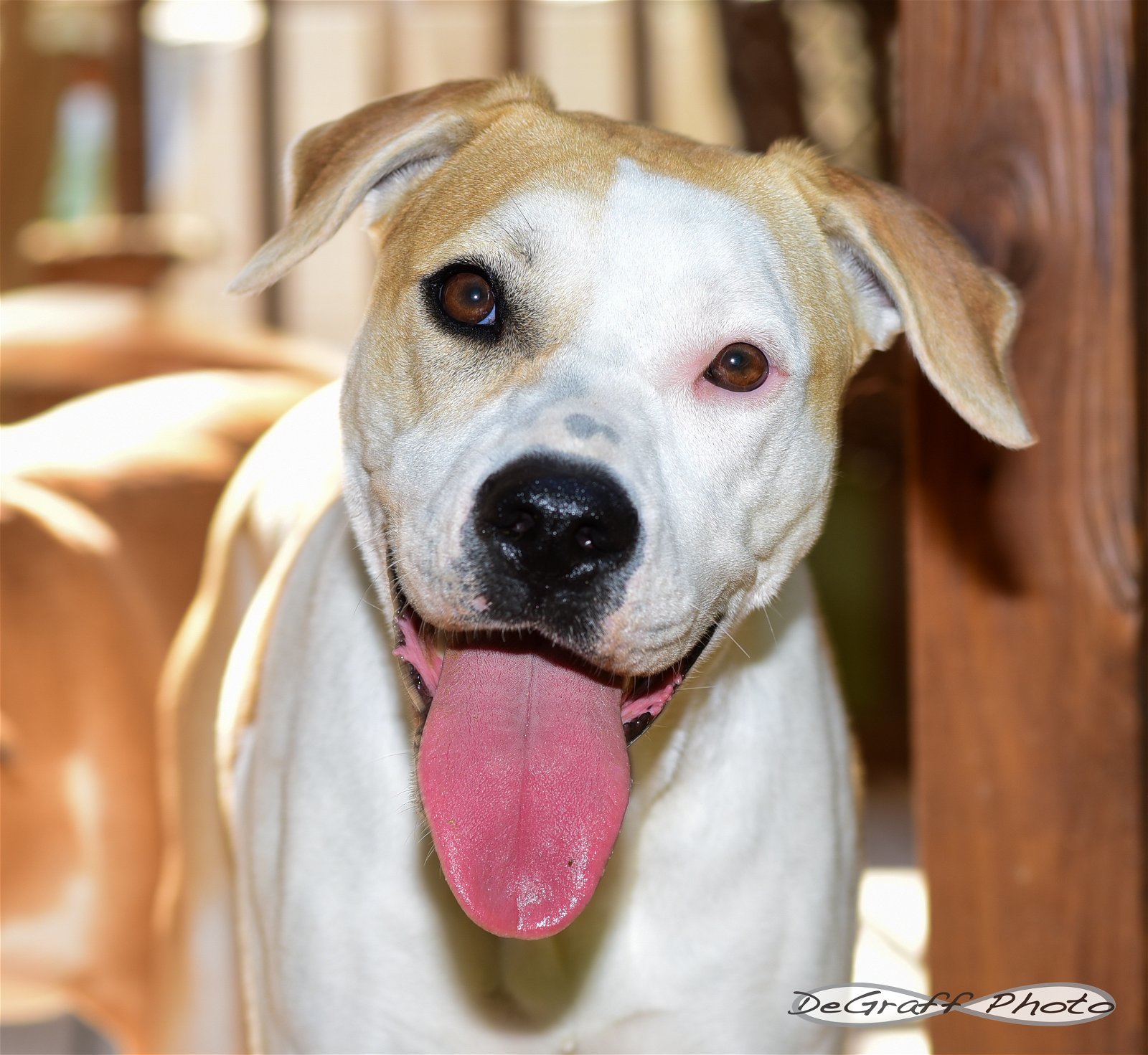 Lyra, an adoptable Boxer, Hound in Pittsboro, NC, 27312 | Photo Image 1