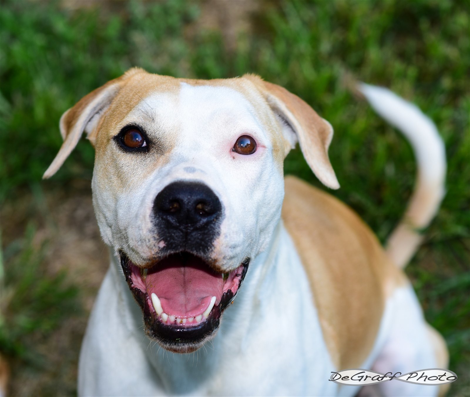 Lyra, an adoptable Boxer, Hound in Pittsboro, NC, 27312 | Photo Image 2