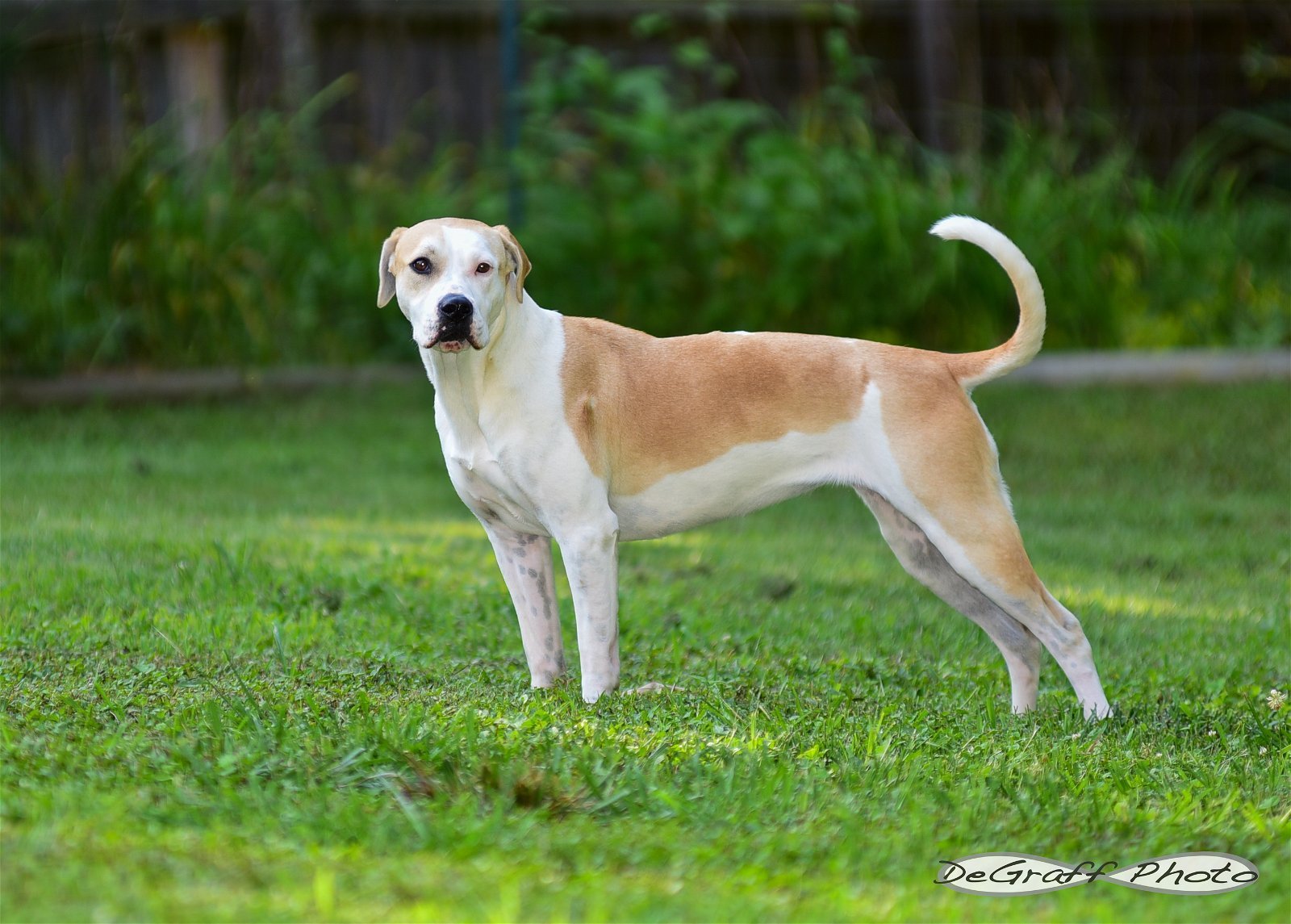 Lyra, an adoptable Boxer, Hound in Pittsboro, NC, 27312 | Photo Image 3