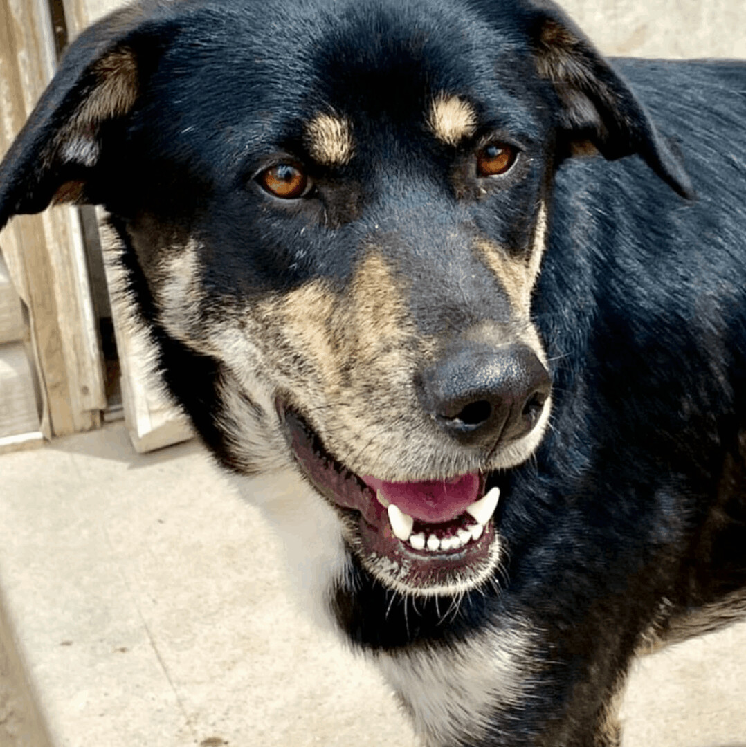 Whistle, an adoptable Retriever, Labrador Retriever in Evergreen, CO, 80437 | Photo Image 3