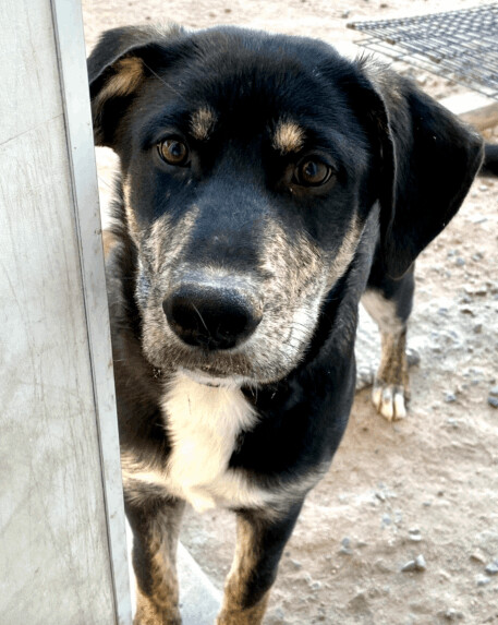 Whistle, an adoptable Retriever, Labrador Retriever in Evergreen, CO, 80437 | Photo Image 1