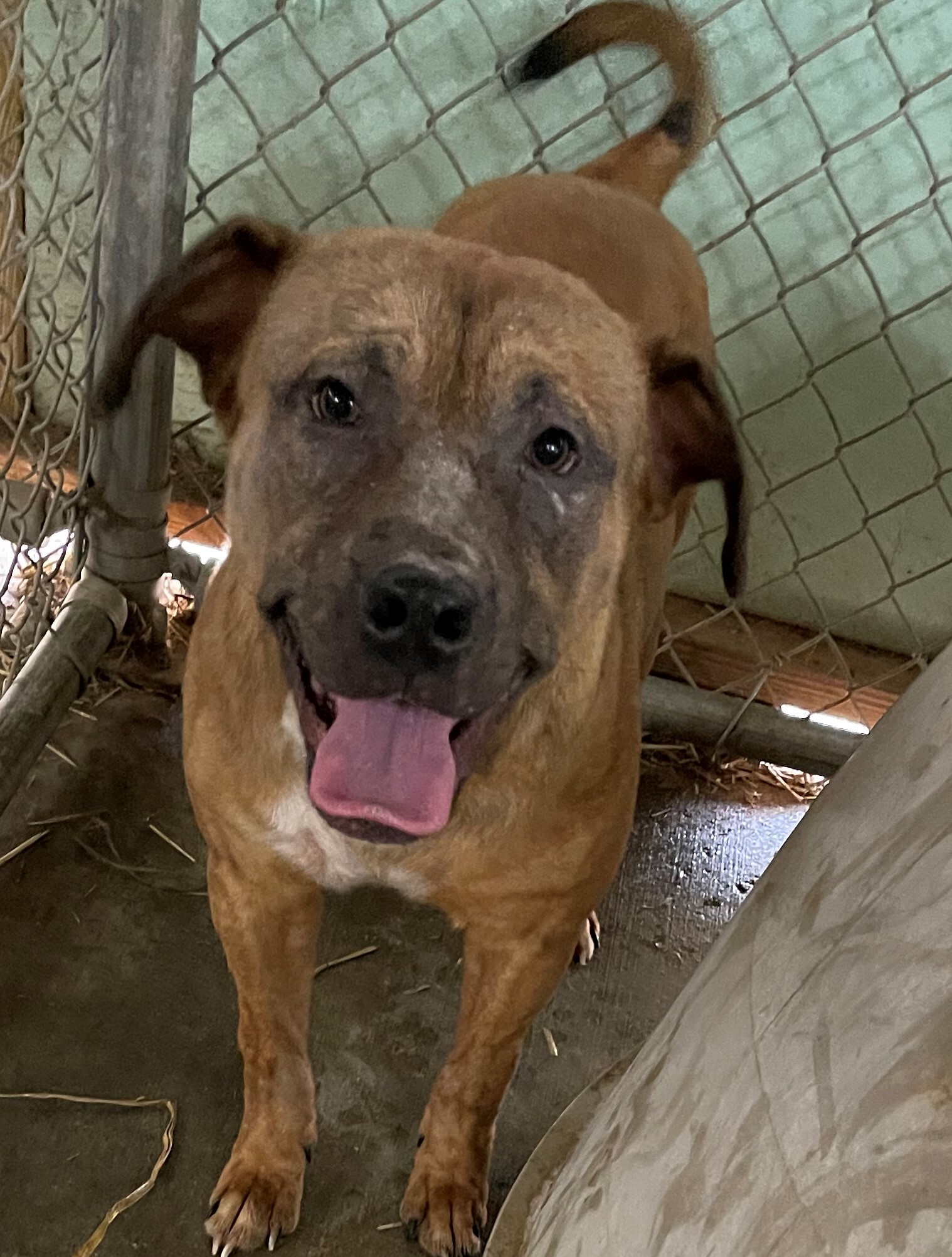 Loki, an adoptable Labrador Retriever, Terrier in Rogersville, TN, 37857 | Photo Image 1