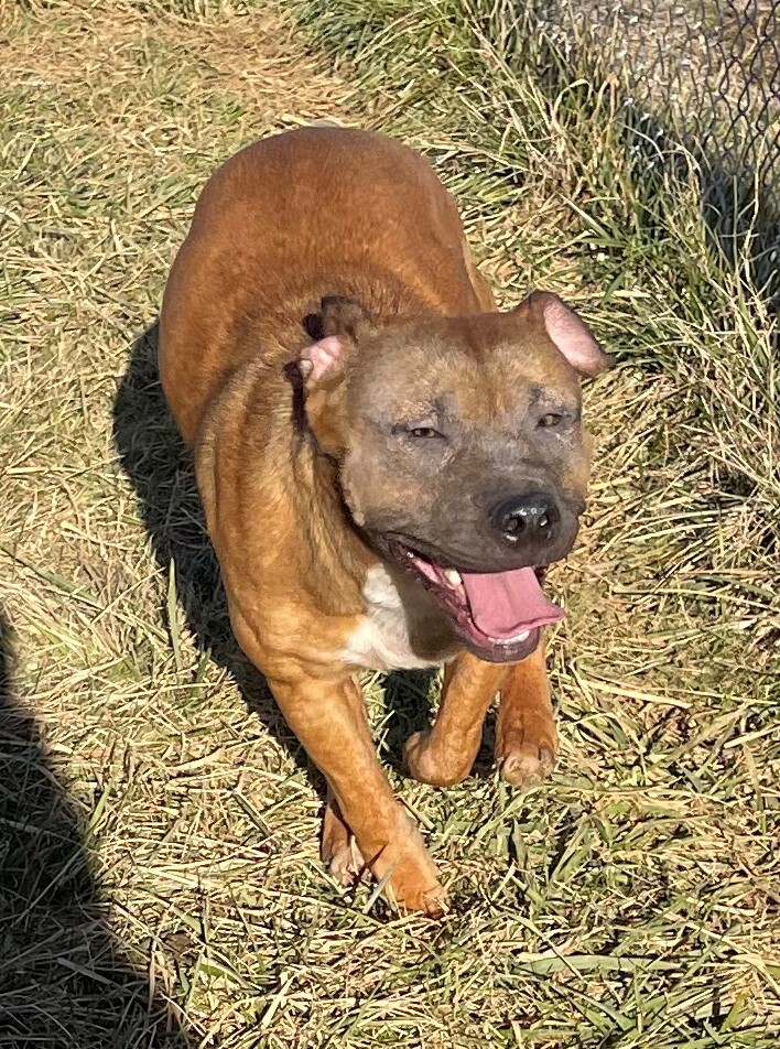 Loki, an adoptable Labrador Retriever, Terrier in Rogersville, TN, 37857 | Photo Image 3