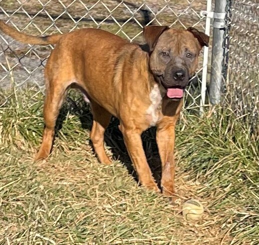 Loki, an adoptable Labrador Retriever, Terrier in Rogersville, TN, 37857 | Photo Image 4