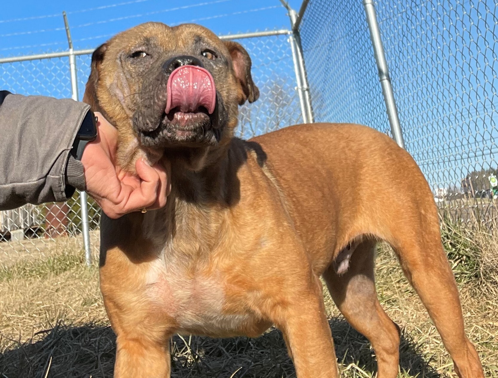 Loki, an adoptable Labrador Retriever, Terrier in Rogersville, TN, 37857 | Photo Image 5