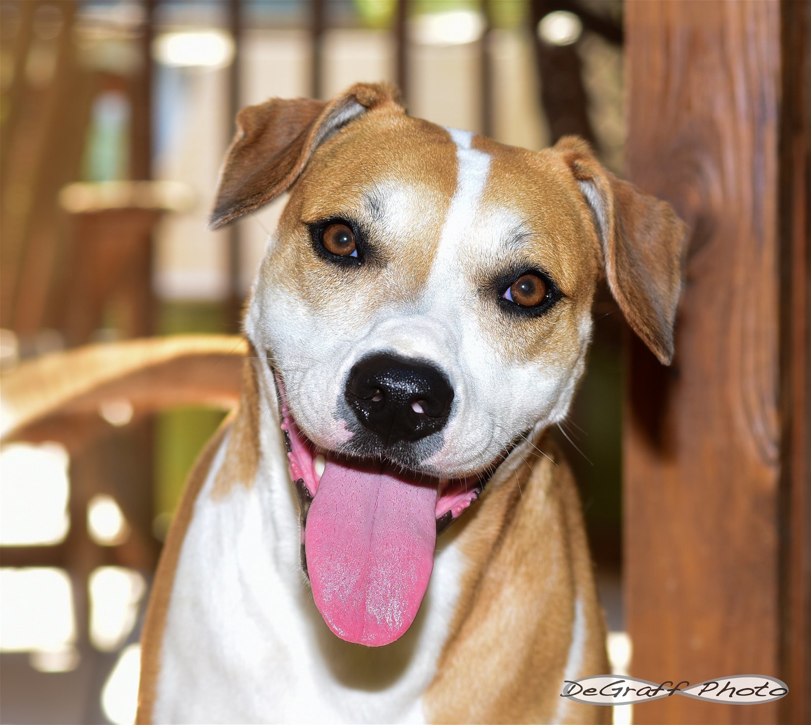 Celeste, an adoptable Boxer, Hound in Pittsboro, NC, 27312 | Photo Image 1