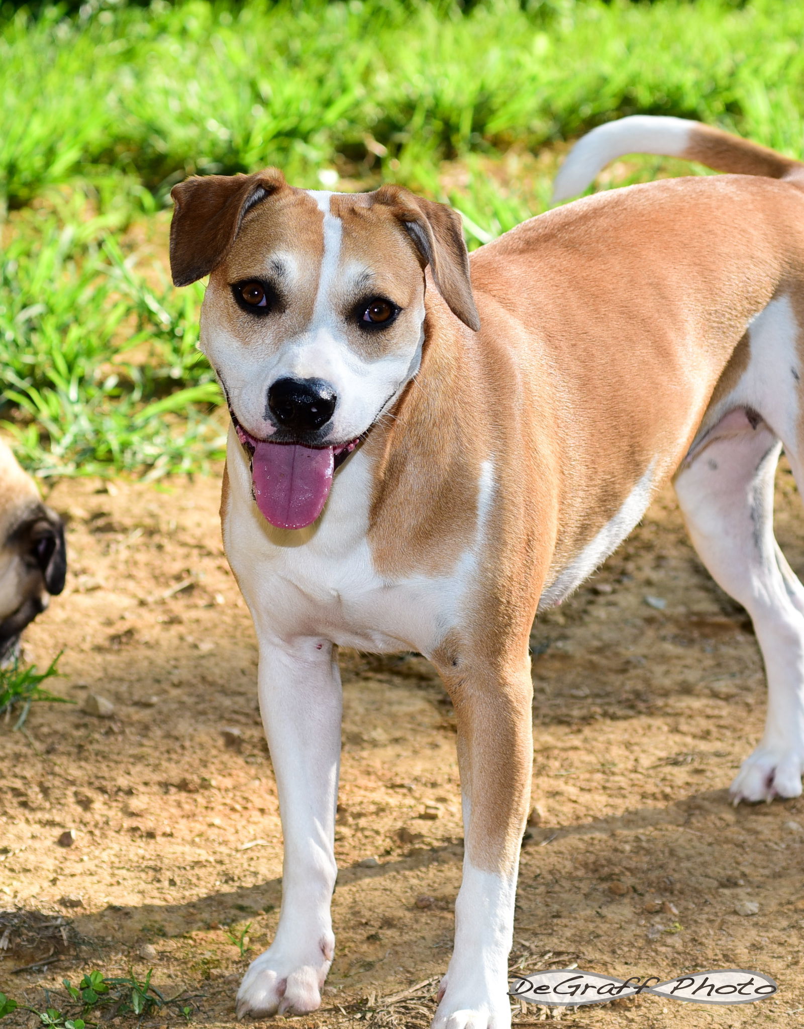 Celeste, an adoptable Boxer, Hound in Pittsboro, NC, 27312 | Photo Image 2