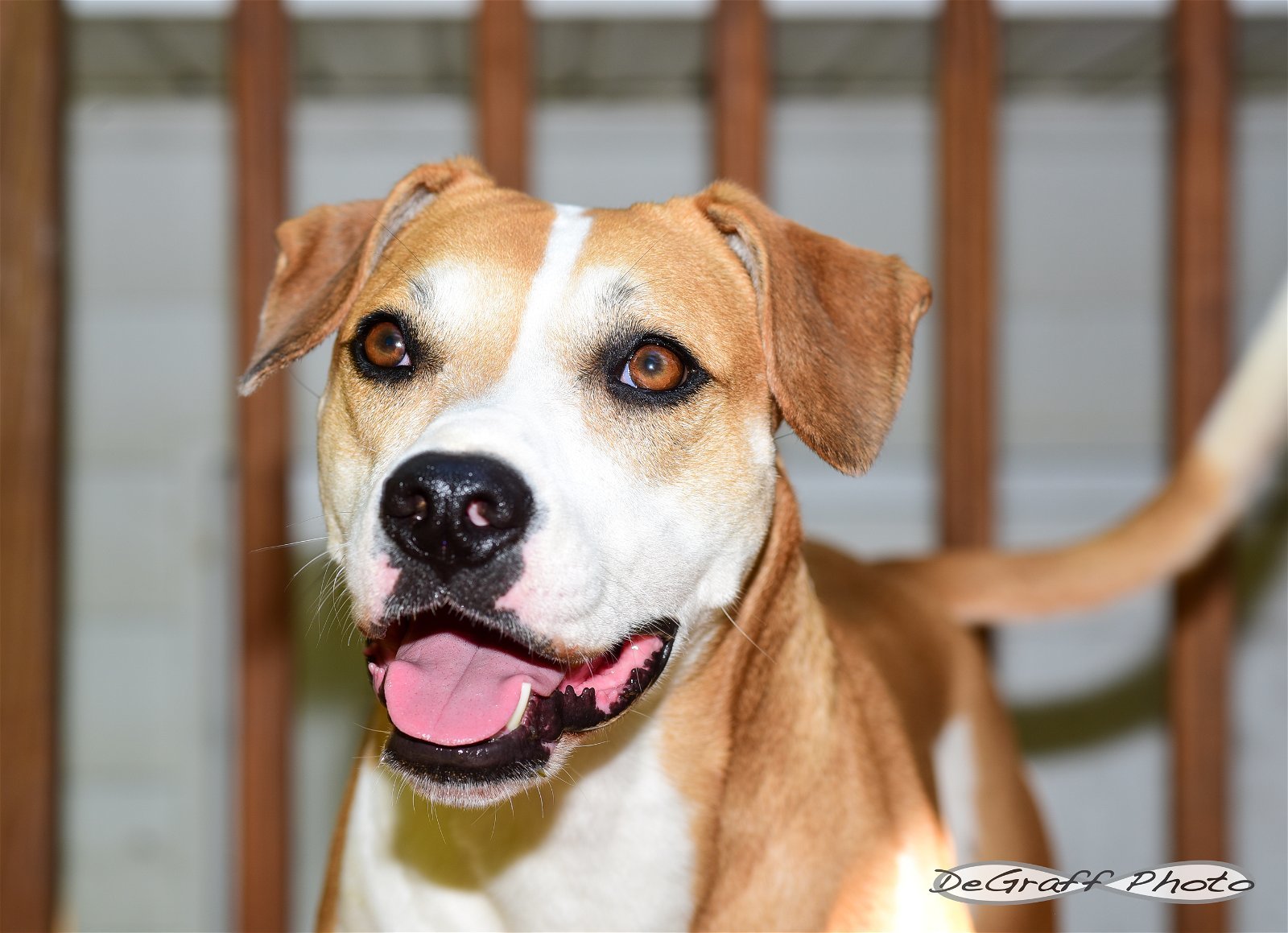 Celeste, an adoptable Boxer, Hound in Pittsboro, NC, 27312 | Photo Image 3
