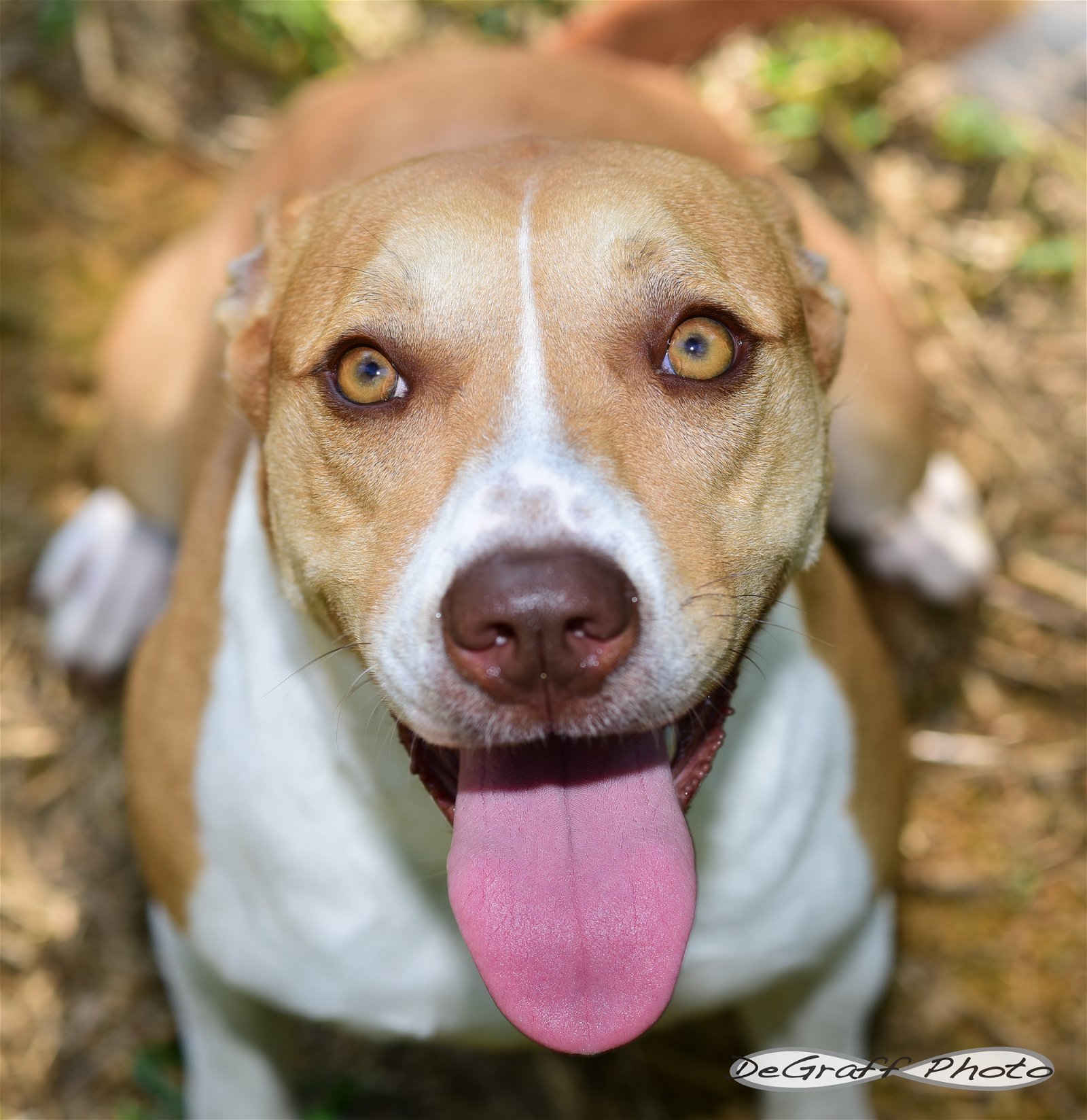 Cassi, an adoptable Boxer, Hound in Pittsboro, NC, 27312 | Photo Image 1