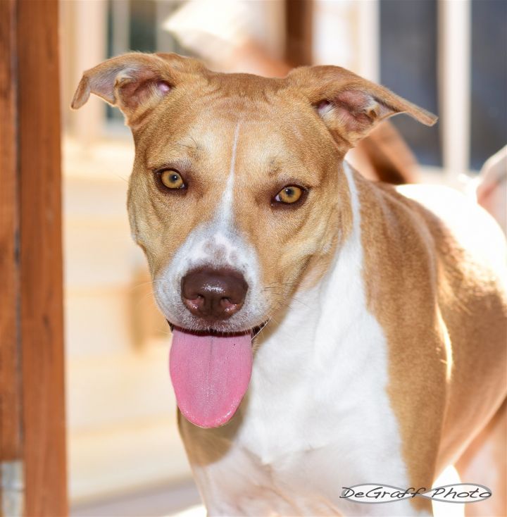 Cassi, an adoptable Boxer & Hound Mix in Pittsboro, NC_image-2