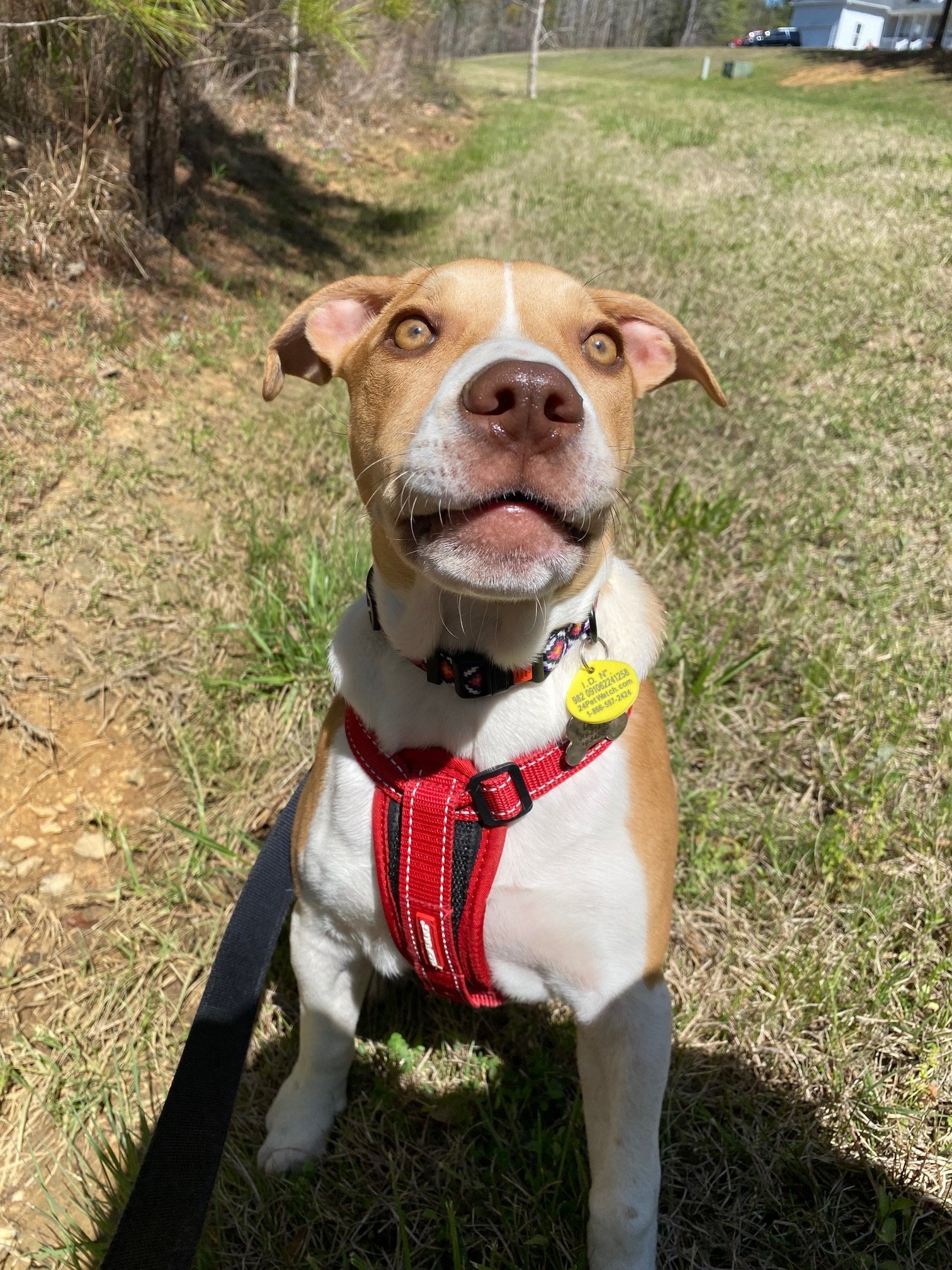 Cassi, an adoptable Boxer, Hound in Pittsboro, NC, 27312 | Photo Image 3