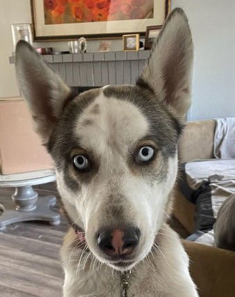 Devereaux, an adoptable Husky in Napa, CA, 94558 | Photo Image 1