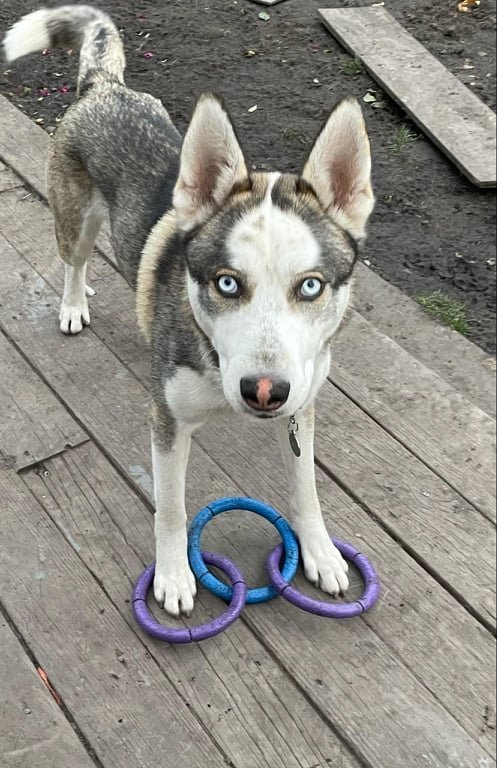 Devereaux, an adoptable Husky in Napa, CA, 94558 | Photo Image 2