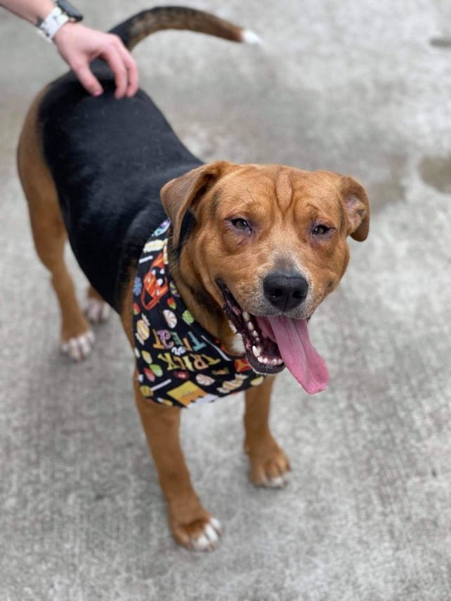 Buddy the Shar Pei mix *Help I need a foster home!