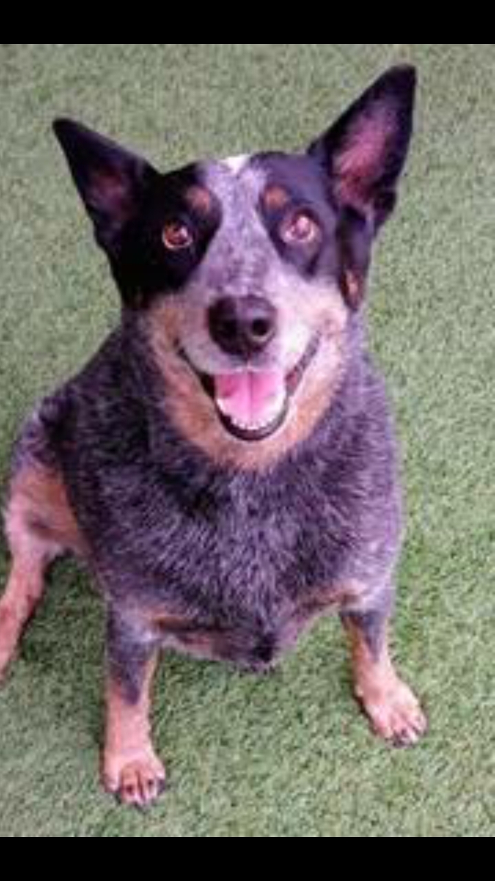 Dog for adoption - Alice, an Australian Cattle Dog / Blue Heeler in