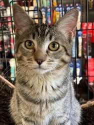 Sophie, an adoptable Domestic Short Hair, Tabby in Morgan Hill, CA, 95038 | Photo Image 1