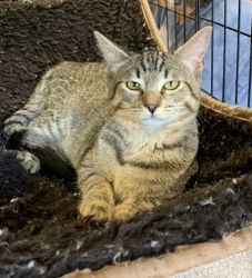 Sophie, an adoptable Domestic Short Hair, Tabby in Morgan Hill, CA, 95038 | Photo Image 2