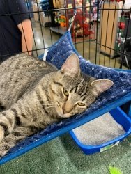 Sophie, an adoptable Domestic Short Hair, Tabby in Morgan Hill, CA, 95038 | Photo Image 3