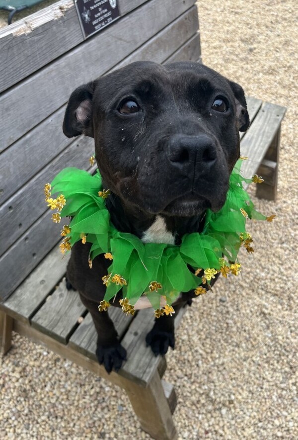 Moet, an adoptable Mixed Breed in Tinton Falls, NJ_image-4