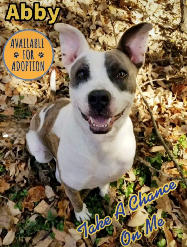 Abby Needs You, an adoptable Pit Bull Terrier Mix in Bartlett, TN_image-1