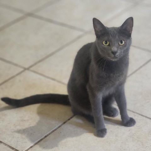 Belle, an adoptable Domestic Short Hair in Hopkins, SC, 29061 | Photo Image 1