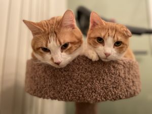 Pumpkin & Pikachu (Bonded Pair) 