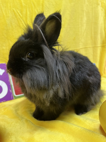 Rebel, an adoptable Lionhead in Indianapolis, IN_image-1