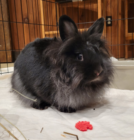 Rebel, an adoptable Lionhead in Indianapolis, IN_image-2