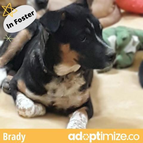 Brady*, an adoptable Cattle Dog in Espanola, NM, 87532 | Photo Image 1