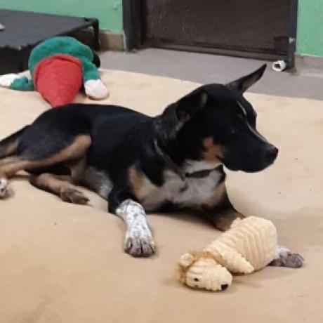 Brady*, an adoptable Cattle Dog in Espanola, NM, 87532 | Photo Image 2