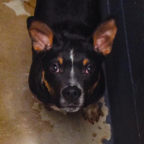 Brady*, an adoptable Cattle Dog in Espanola, NM, 87532 | Photo Image 3