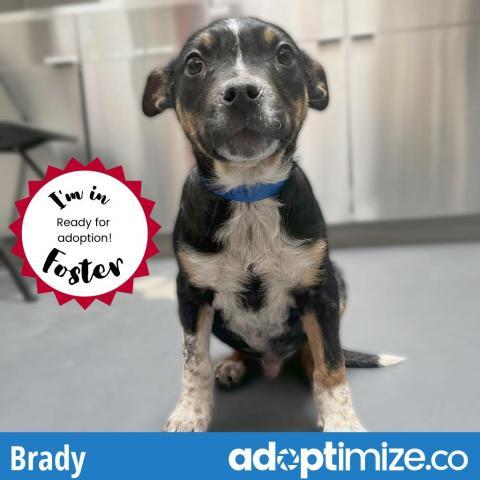 Brady*, an adoptable Cattle Dog in Espanola, NM, 87532 | Photo Image 4