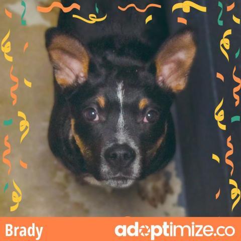 Brady*, an adoptable Cattle Dog in Espanola, NM, 87532 | Photo Image 5