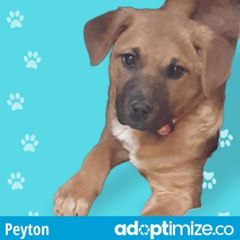 Peyton*, an adoptable Cattle Dog in Espanola, NM, 87532 | Photo Image 2