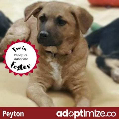 Peyton*, an adoptable Cattle Dog in Espanola, NM, 87532 | Photo Image 3