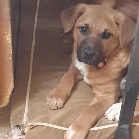Peyton*, an adoptable Cattle Dog in Espanola, NM, 87532 | Photo Image 4
