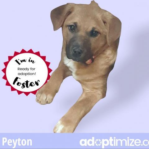 Peyton*, an adoptable Cattle Dog in Espanola, NM, 87532 | Photo Image 6