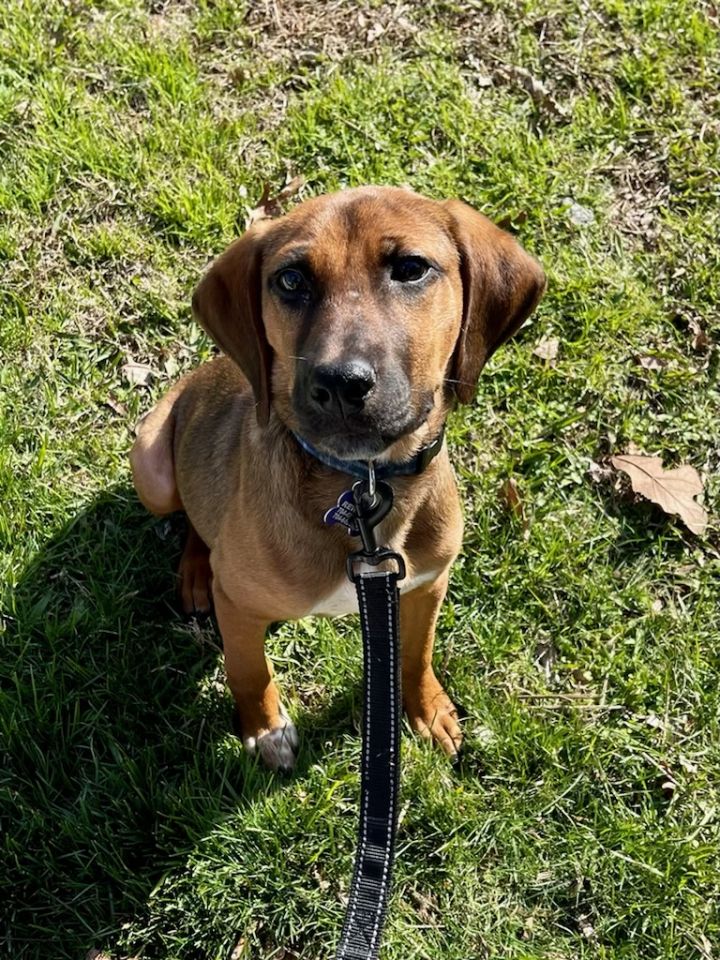 Duncan, an adoptable Hound Mix in Charlotte, NC_image-3