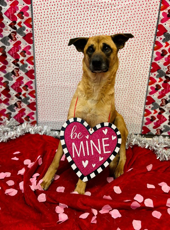 Dee-Dee, an adoptable Mixed Breed in The Dalles, OR_image-1