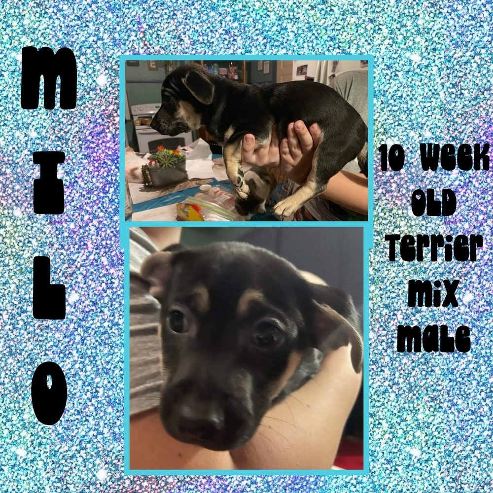 Milo